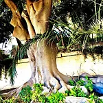 Jardim - Turisticos アルブフェイラ